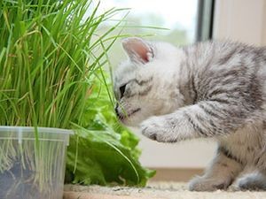 Green sprouts are good for your pets